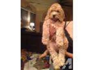 Labradoodle Puppy for sale in SAN DIEGO, CA, USA