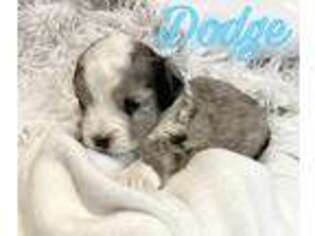 Miniature Australian Shepherd Puppy for sale in Sweetwater, TN, USA
