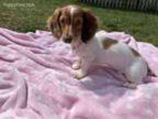 Dachshund Puppy for sale in Bristow, VA, USA
