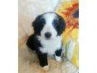 Brittany Puppy for sale in Coloma, WI, USA