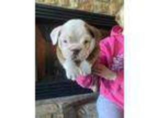 Bulldog Puppy for sale in Elkin, NC, USA