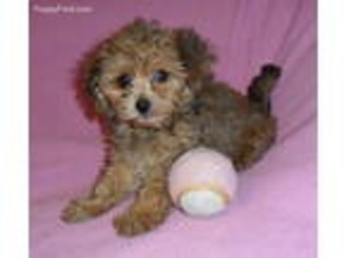 Yorkshire Terrier Puppy for sale in Seville, OH, USA