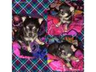 Chihuahua Puppy for sale in Harriman, TN, USA