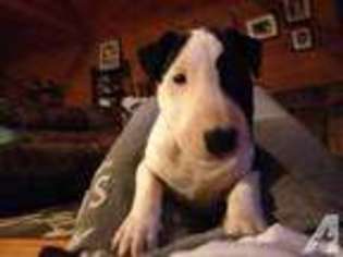 Bull Terrier Puppy for sale in CHILLICOTHE, OH, USA
