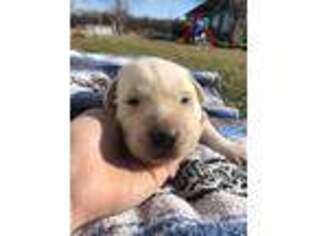 Labrador Retriever Puppy for sale in Granger, IA, USA