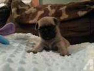 Pug Puppy for sale in BRONX, NY, USA