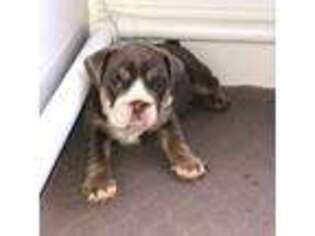 Bulldog Puppy for sale in Brownwood, TX, USA