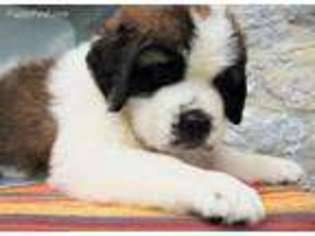 Saint Bernard Puppy for sale in Mercersburg, PA, USA