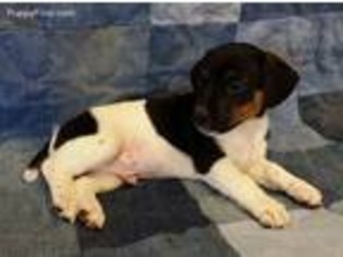 Jack Russell Terrier Puppy for sale in Dewey, AZ, USA