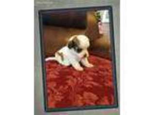 Cavachon Puppy for sale in Loogootee, IN, USA