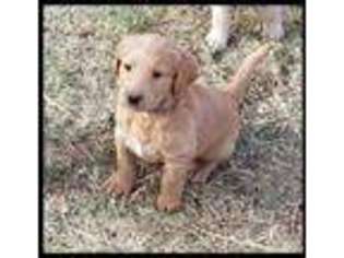 Labradoodle Puppy for sale in Cloudcroft, NM, USA