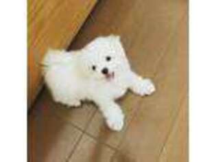 Maltese Puppy for sale in Macon, GA, USA