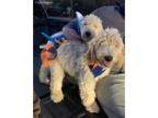 Goldendoodle Puppy for sale in Fairfield, TX, USA