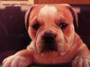 Olde English Bulldogge Puppy for sale in Collins, GA, USA