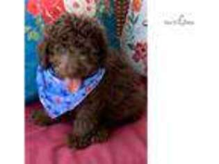 Labradoodle Puppy for sale in Greenville, SC, USA