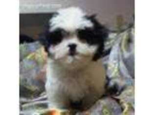 Mal-Shi Puppy for sale in Stockton, NJ, USA