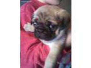Pug Puppy for sale in Essex, MD, USA