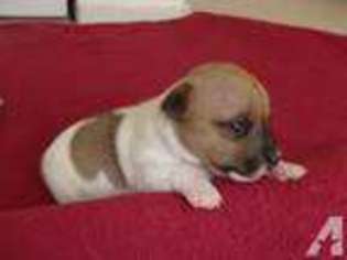 Jack Russell Terrier Puppy for sale in CITRUS HEIGHTS, CA, USA