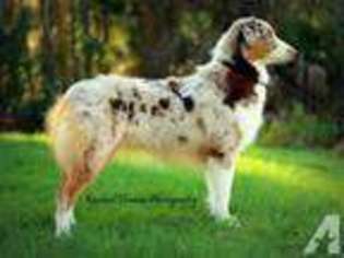 Australian Shepherd Puppy for sale in VENICE, FL, USA