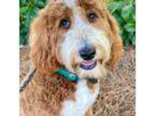 Goldendoodle Puppy for sale in Fletcher, NC, USA