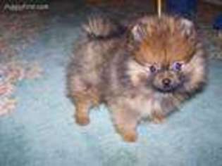 Pomeranian Puppy for sale in Gordonsville, TN, USA