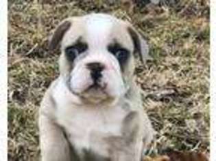 French Bulldog Puppy for sale in Wentworth, MO, USA