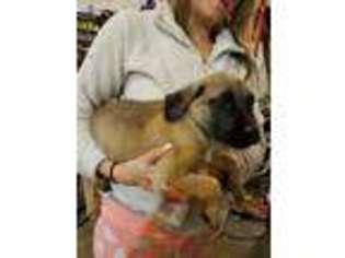 Mastiff Puppy for sale in Colona, IL, USA