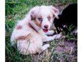Miniature Australian Shepherd Puppy for sale in Jacksboro, TX, USA