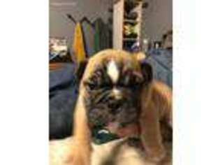 Bulldog Puppy for sale in Strasburg, VA, USA