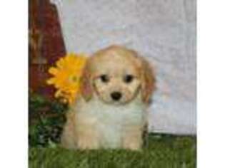 Cavachon Puppy for sale in Manheim, PA, USA