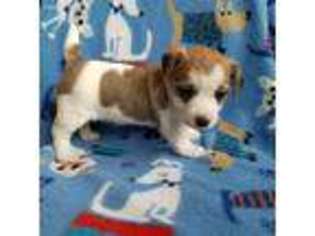 Jack Russell Terrier Puppy for sale in Baker City, OR, USA