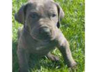 Great Dane Puppy for sale in Thornville, OH, USA