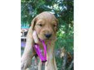 Golden Retriever Puppy for sale in Goodland, MN, USA