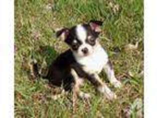 Chihuahua Puppy for sale in WALKERTON, IN, USA