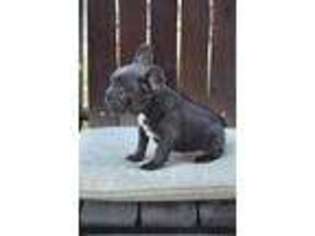 French Bulldog Puppy for sale in Ville Platte, LA, USA