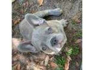 French Bulldog Puppy for sale in Longwood, FL, USA