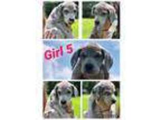 Great Dane Puppy for sale in Dale, IN, USA