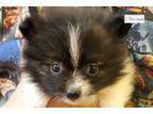 Pomeranian Puppy for sale in Springfield, MO, USA