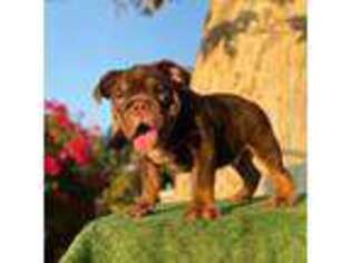 Bulldog Puppy for sale in San Bernardino, CA, USA