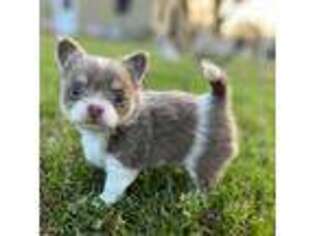 Siberian Husky Puppy for sale in Ozark, AL, USA
