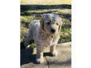 Goldendoodle Puppy for sale in Broken Arrow, OK, USA