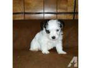 Yorkshire Terrier Puppy for sale in WAYNESBORO, VA, USA