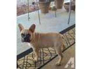 French Bulldog Puppy for sale in YUCCA VALLEY, CA, USA