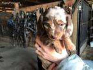 Dachshund Puppy for sale in Ames, IA, USA