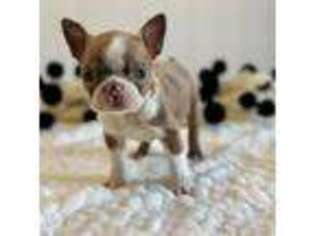 Boston Terrier Puppy for sale in Kearney, NE, USA