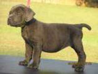 Cane Corso Puppy for sale in Newnan, GA, USA