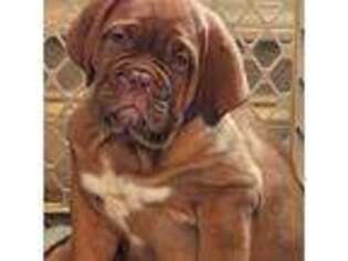 American Bull Dogue De Bordeaux Puppy for sale in Waverly Hall, GA, USA