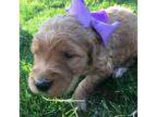 Goldendoodle Puppy for sale in Rimersburg, PA, USA