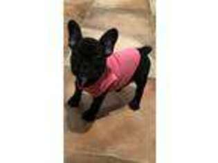 French Bulldog Puppy for sale in Freehold, NJ, USA