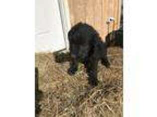 Labradoodle Puppy for sale in Meriden, KS, USA